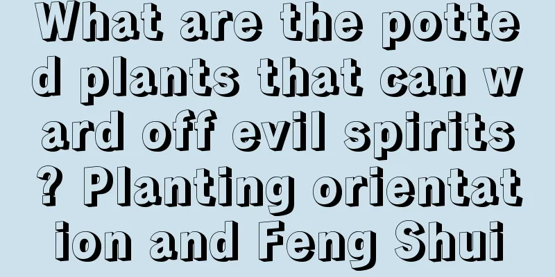 What are the potted plants that can ward off evil spirits? Planting orientation and Feng Shui