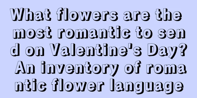 What flowers are the most romantic to send on Valentine's Day? An inventory of romantic flower language