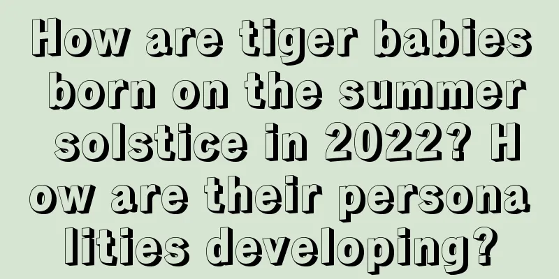 How are tiger babies born on the summer solstice in 2022? How are their personalities developing?
