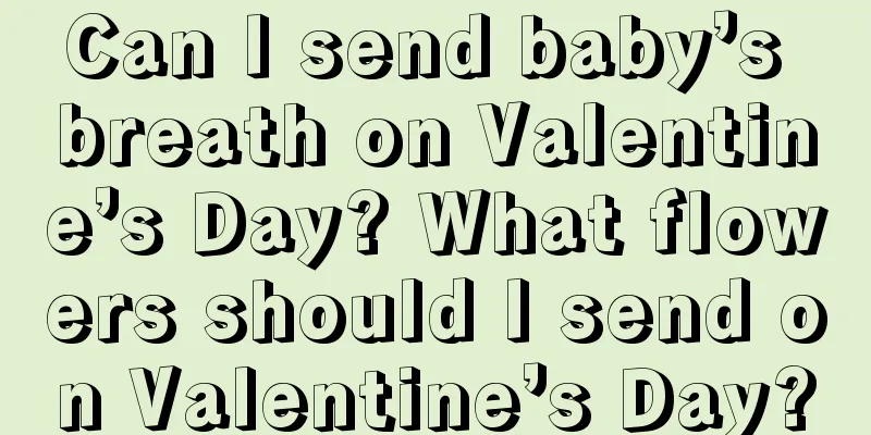 Can I send baby’s breath on Valentine’s Day? What flowers should I send on Valentine’s Day?