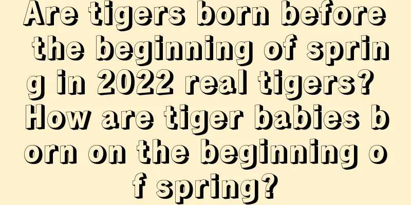 Are tigers born before the beginning of spring in 2022 real tigers? How are tiger babies born on the beginning of spring?