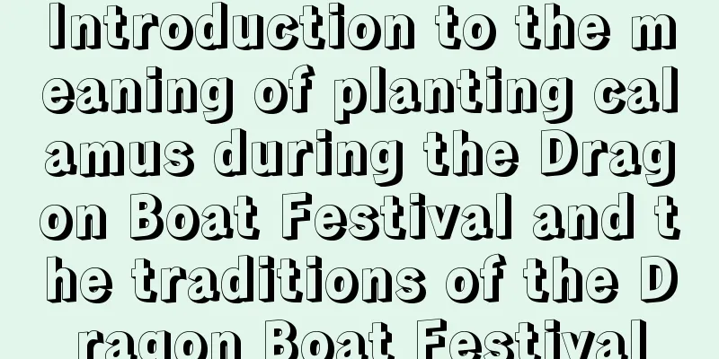 Introduction to the meaning of planting calamus during the Dragon Boat Festival and the traditions of the Dragon Boat Festival