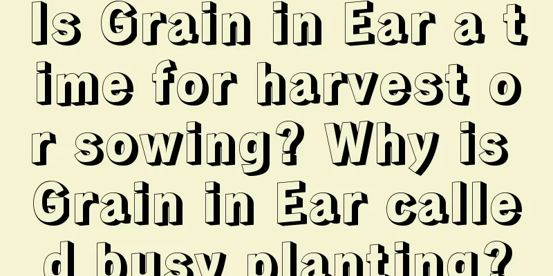 Is Grain in Ear a time for harvest or sowing? Why is Grain in Ear called busy planting?