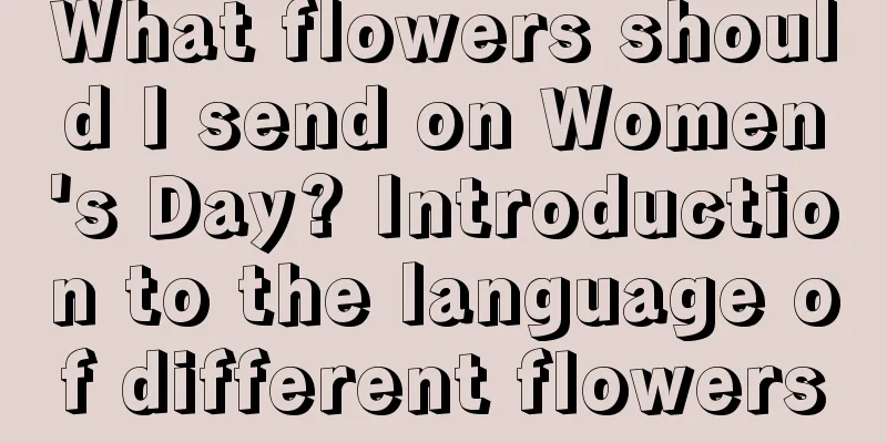 What flowers should I send on Women's Day? Introduction to the language of different flowers