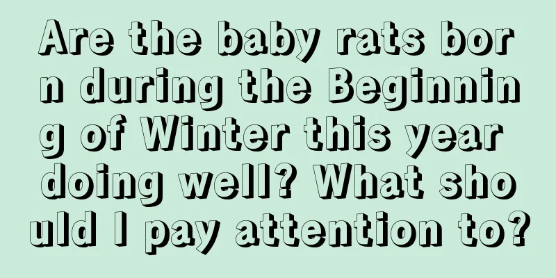 Are the baby rats born during the Beginning of Winter this year doing well? What should I pay attention to?