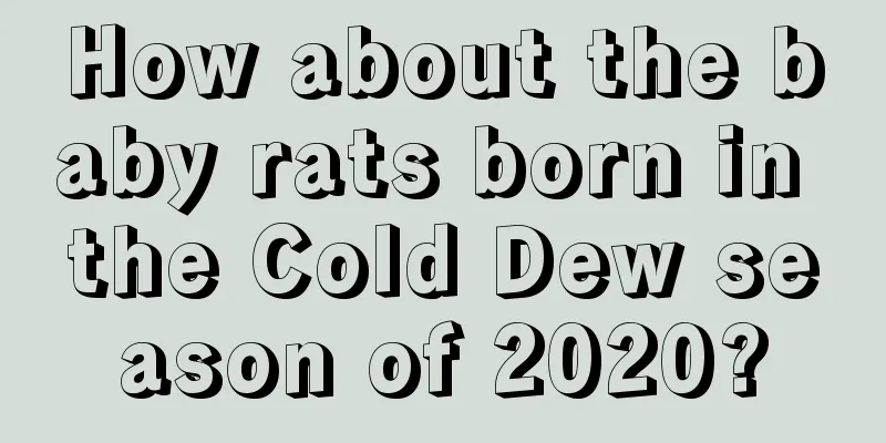How about the baby rats born in the Cold Dew season of 2020?