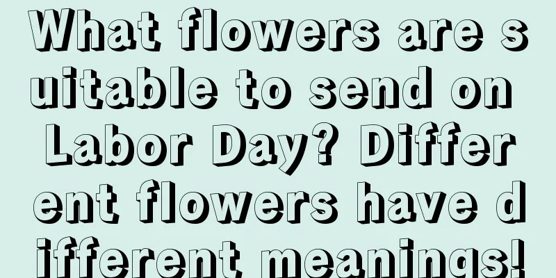 What flowers are suitable to send on Labor Day? Different flowers have different meanings!