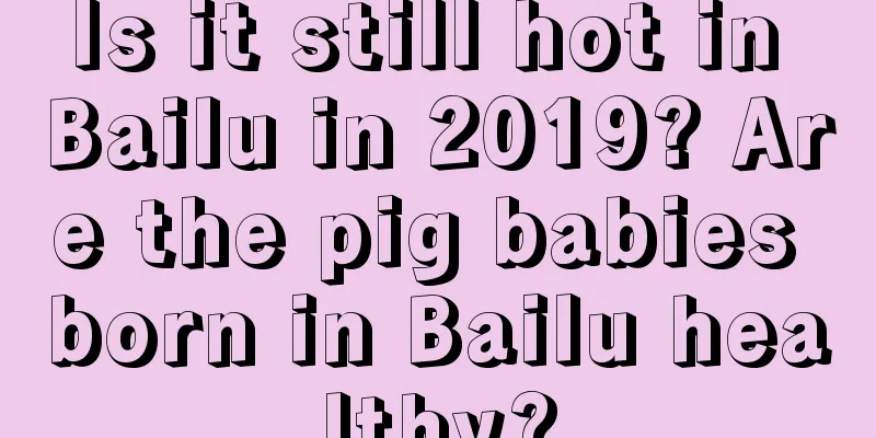 Is it still hot in Bailu in 2019? Are the pig babies born in Bailu healthy?