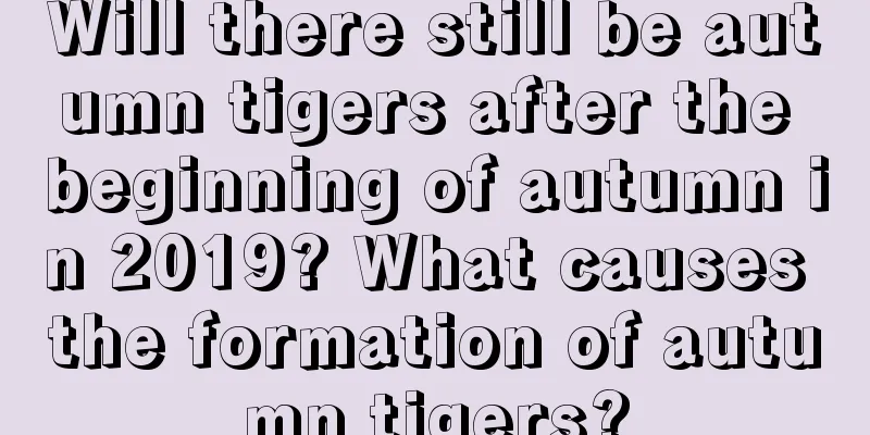 Will there still be autumn tigers after the beginning of autumn in 2019? What causes the formation of autumn tigers?