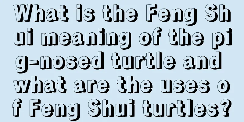 What is the Feng Shui meaning of the pig-nosed turtle and what are the uses of Feng Shui turtles?