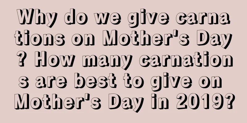 Why do we give carnations on Mother's Day? How many carnations are best to give on Mother's Day in 2019?