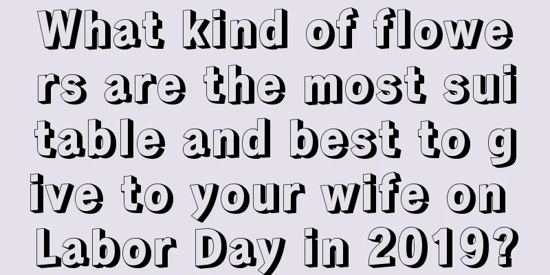 What kind of flowers are the most suitable and best to give to your wife on Labor Day in 2019?