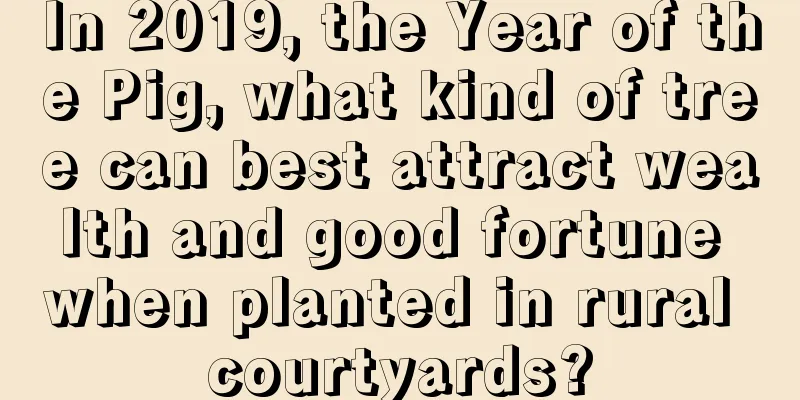 In 2019, the Year of the Pig, what kind of tree can best attract wealth and good fortune when planted in rural courtyards?