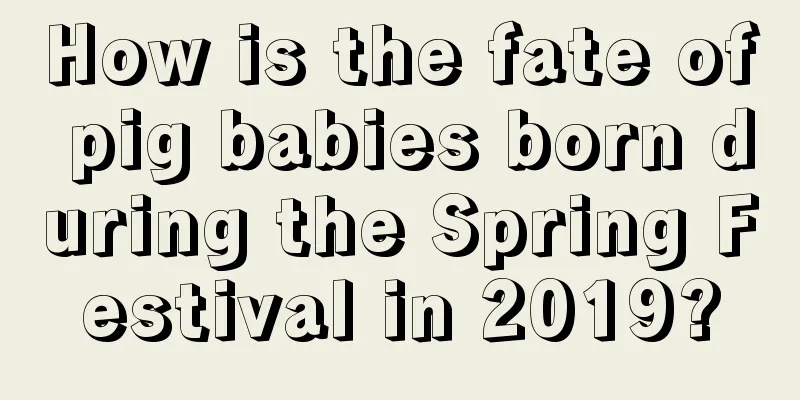 How is the fate of pig babies born during the Spring Festival in 2019?