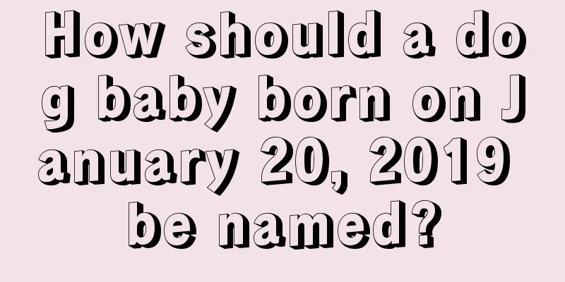 How should a dog baby born on January 20, 2019 be named?