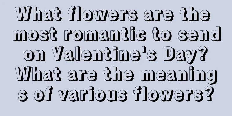 What flowers are the most romantic to send on Valentine's Day? What are the meanings of various flowers?