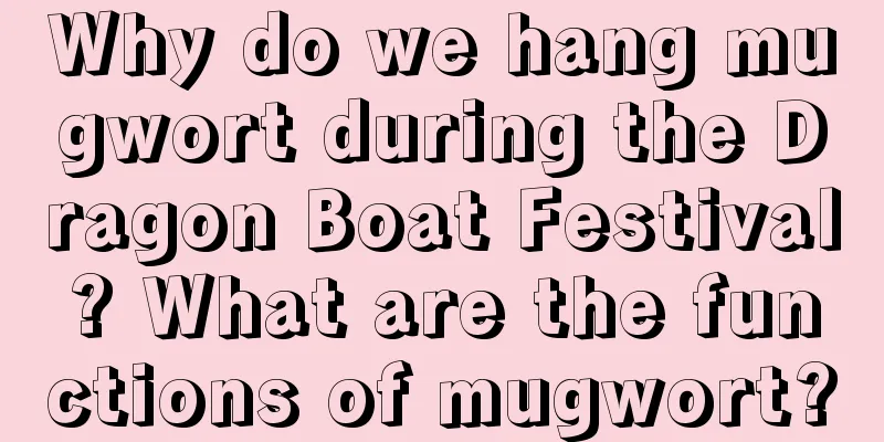 Why do we hang mugwort during the Dragon Boat Festival? What are the functions of mugwort?