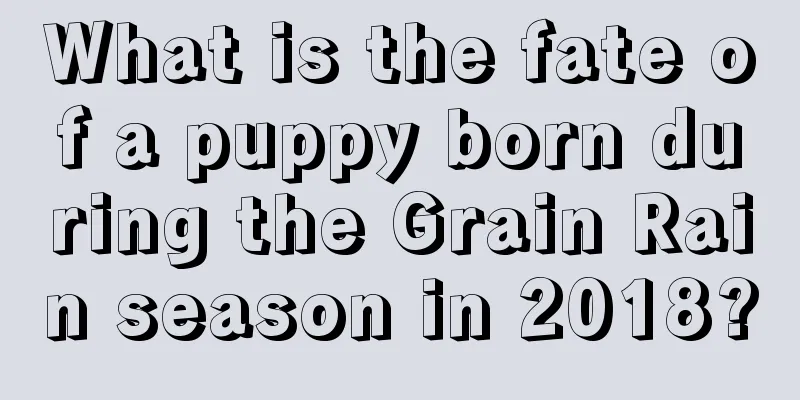 What is the fate of a puppy born during the Grain Rain season in 2018?