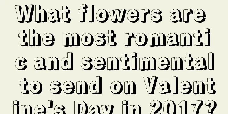 What flowers are the most romantic and sentimental to send on Valentine's Day in 2017?