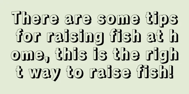 There are some tips for raising fish at home, this is the right way to raise fish!