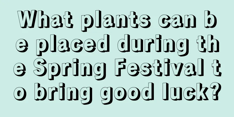 What plants can be placed during the Spring Festival to bring good luck?