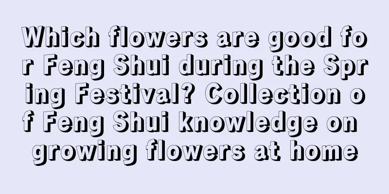 Which flowers are good for Feng Shui during the Spring Festival? Collection of Feng Shui knowledge on growing flowers at home