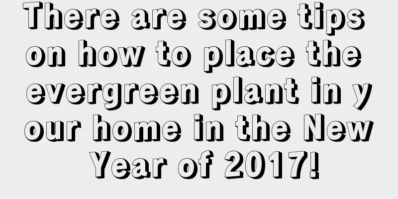 There are some tips on how to place the evergreen plant in your home in the New Year of 2017!