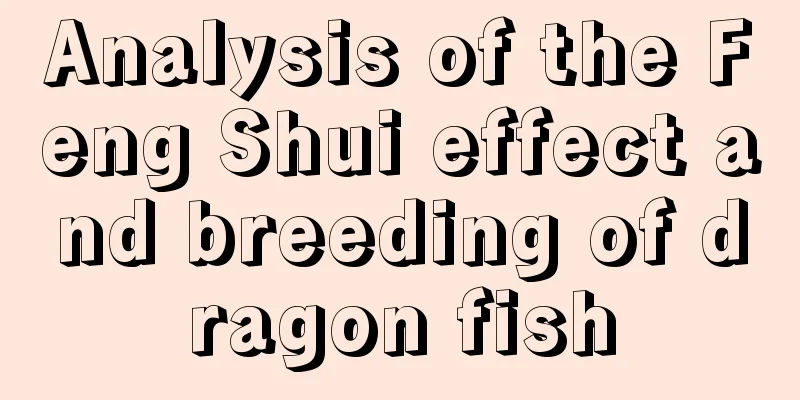 Analysis of the Feng Shui effect and breeding of dragon fish