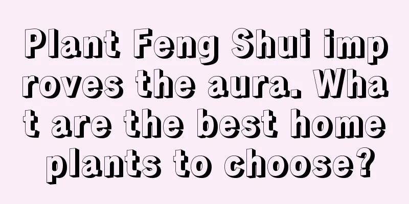 Plant Feng Shui improves the aura. What are the best home plants to choose?
