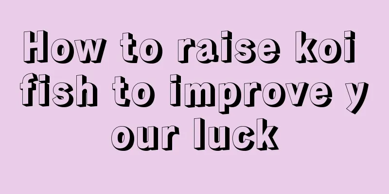 How to raise koi fish to improve your luck