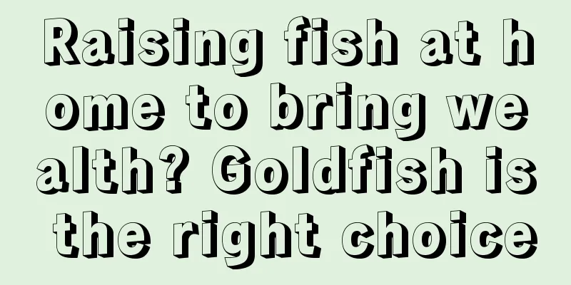 Raising fish at home to bring wealth? Goldfish is the right choice