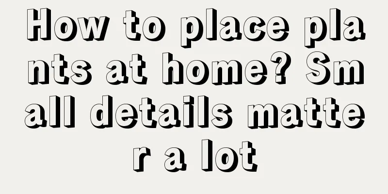 How to place plants at home? Small details matter a lot