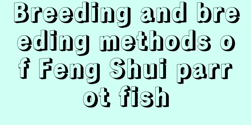Breeding and breeding methods of Feng Shui parrot fish