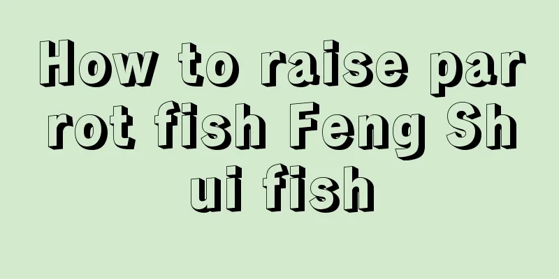 How to raise parrot fish Feng Shui fish