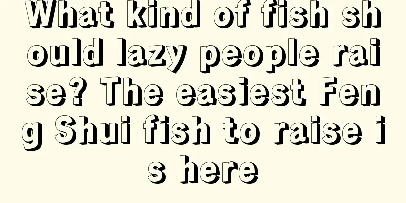 What kind of fish should lazy people raise? The easiest Feng Shui fish to raise is here