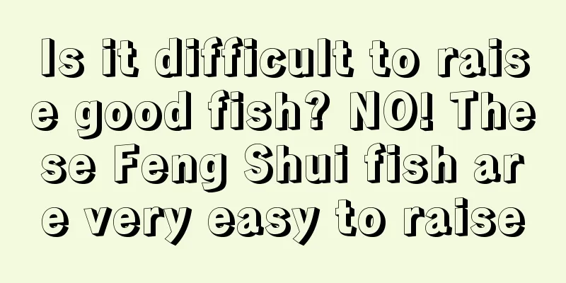 Is it difficult to raise good fish? NO! These Feng Shui fish are very easy to raise