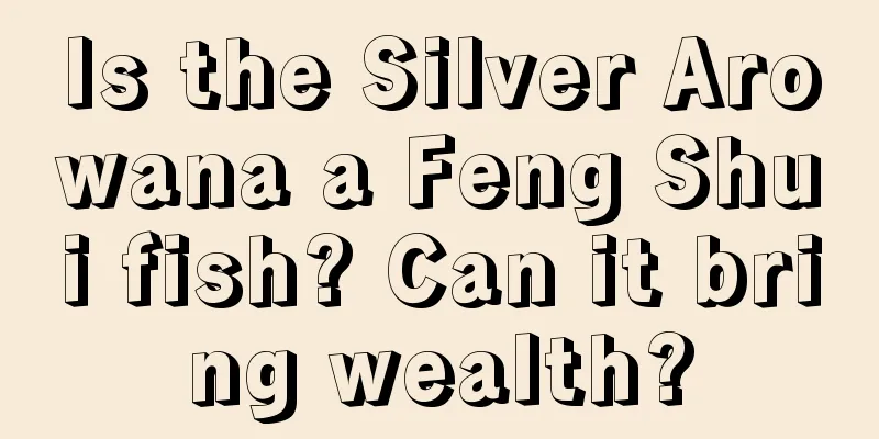 Is the Silver Arowana a Feng Shui fish? Can it bring wealth?