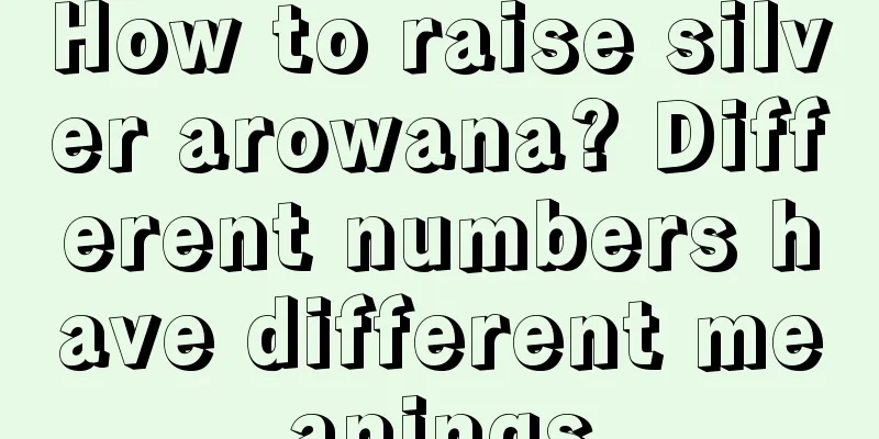 How to raise silver arowana? Different numbers have different meanings