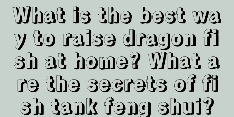 What is the best way to raise dragon fish at home? What are the secrets of fish tank feng shui?