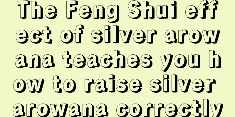 The Feng Shui effect of silver arowana teaches you how to raise silver arowana correctly