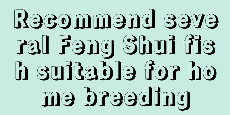 Recommend several Feng Shui fish suitable for home breeding