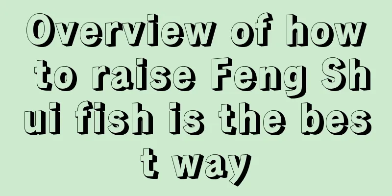 Overview of how to raise Feng Shui fish is the best way