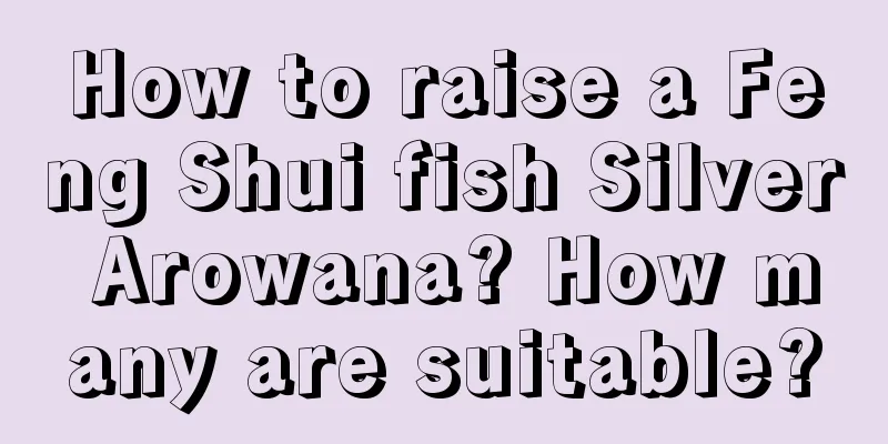 How to raise a Feng Shui fish Silver Arowana? How many are suitable?