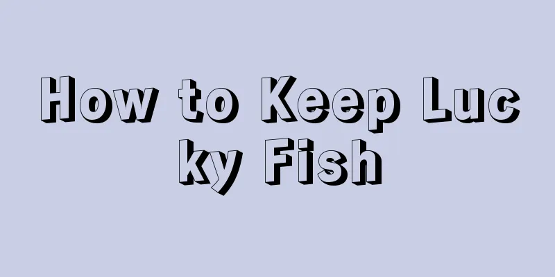 How to Keep Lucky Fish