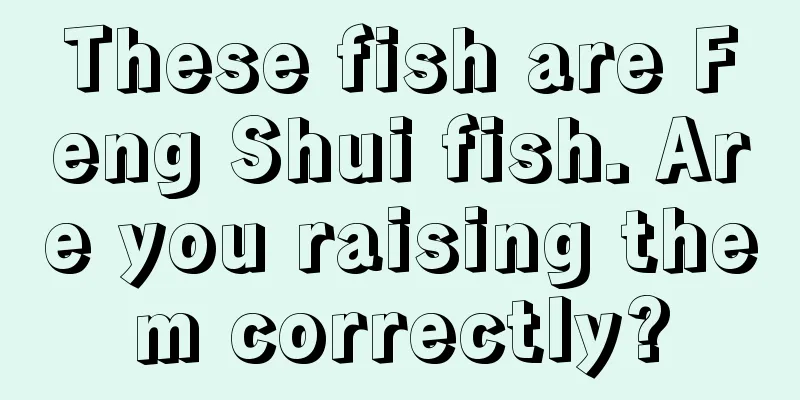 These fish are Feng Shui fish. Are you raising them correctly?