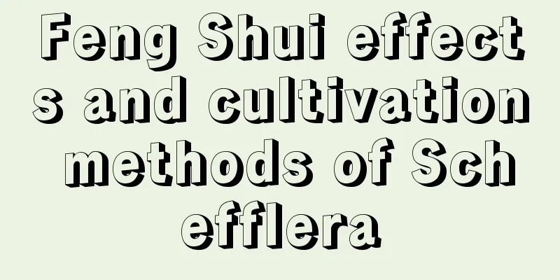 Feng Shui effects and cultivation methods of Schefflera