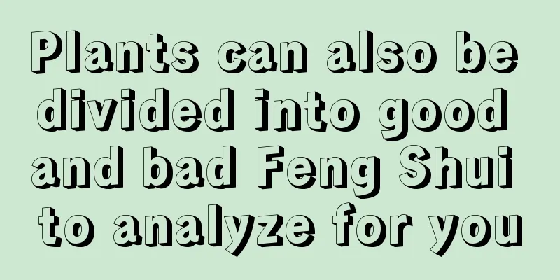 Plants can also be divided into good and bad Feng Shui to analyze for you