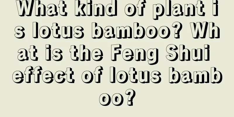 What kind of plant is lotus bamboo? What is the Feng Shui effect of lotus bamboo?