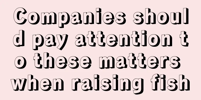 Companies should pay attention to these matters when raising fish