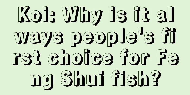 Koi: Why is it always people’s first choice for Feng Shui fish?